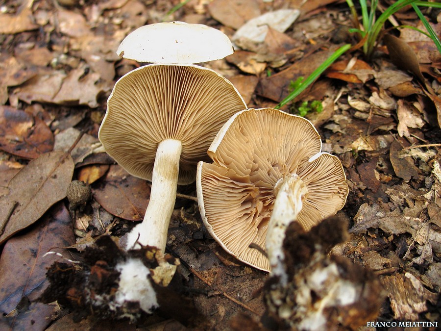 Rhodocybe fallax